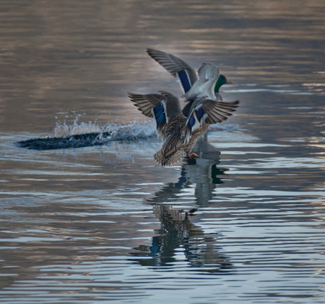 851 0737 DxO 548 1691