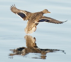 851 0788 DxO select-1 1715