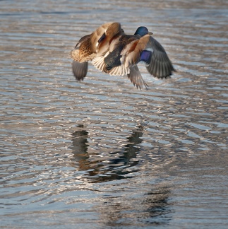 851 0850 DxO select 1762