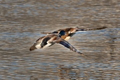 851 0852 DxO select 1747