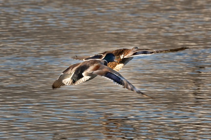 851 0852 DxO select 1747