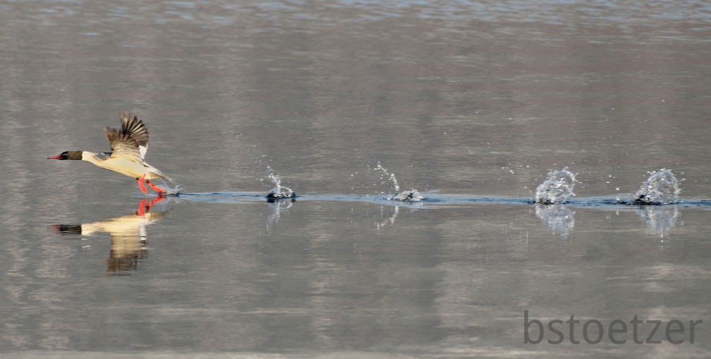 851 0864 DxO 554 1726