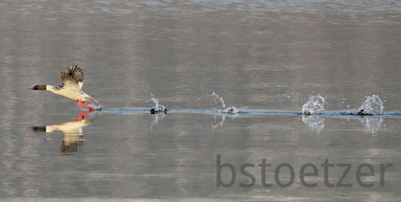 851 0864 DxO 554 1726