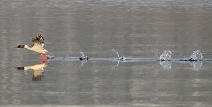 851 0864 DxO 554 1726