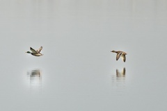 851 1406Cut final 1665