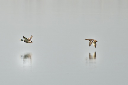 851 1406Cut final 1665