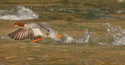 851 1677Cut final 1690