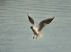 851 1972 DxO select 1736