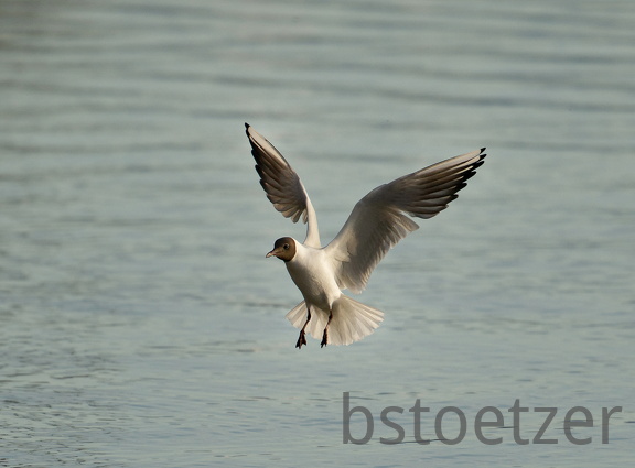 851 1972 DxO select 1736