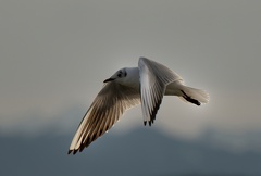 851 1999 DxO select 1661