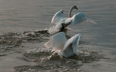 851 2014 DxO select 1785