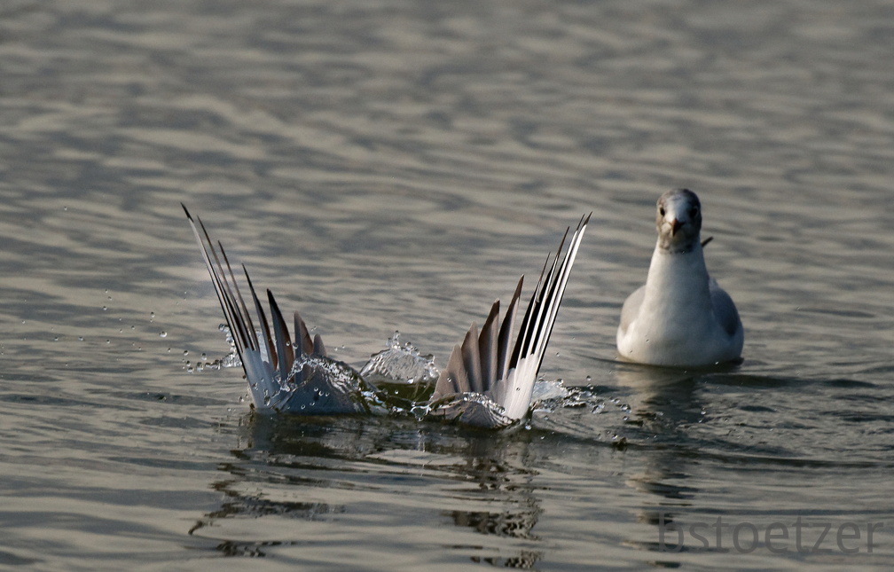 851 2055 DxO select 1738