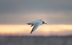 851 2086 DxO select 1756