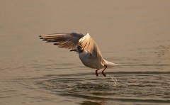 851 2398 DxO select 1679