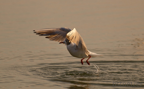 851 2398 DxO select 1679