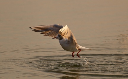 851 2398 DxO select 1679