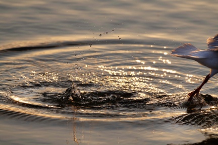 851 2486 DxO select 1671