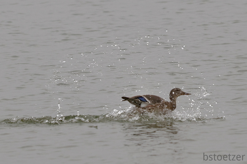 851 2619 DxO select 1659