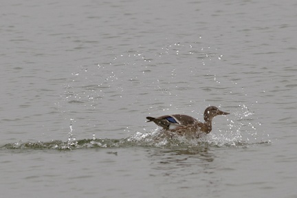 851 2619 DxO select 1659