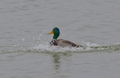 851 2628 DxO select 1664