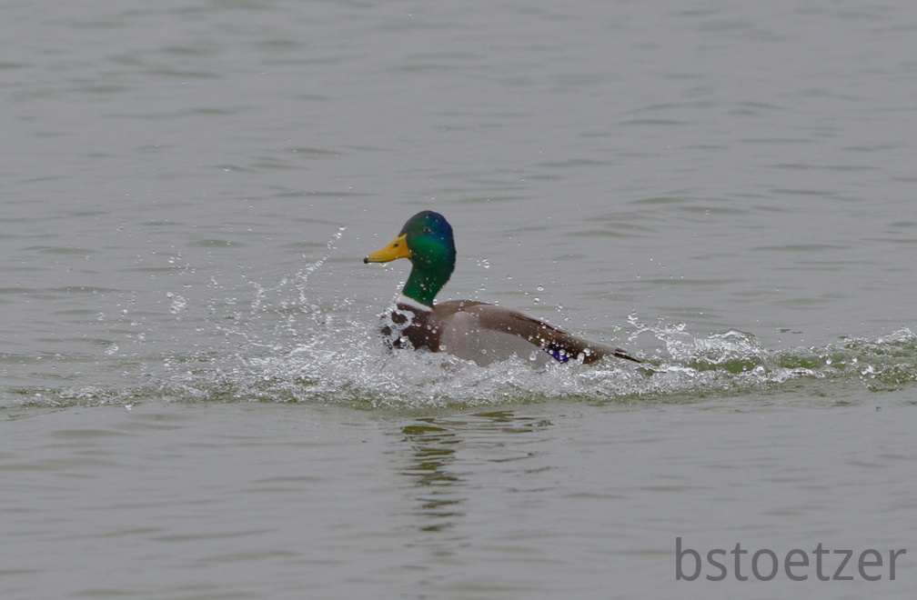 851 2628 DxO select 1664