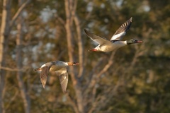 851 2897 DxO select 1675