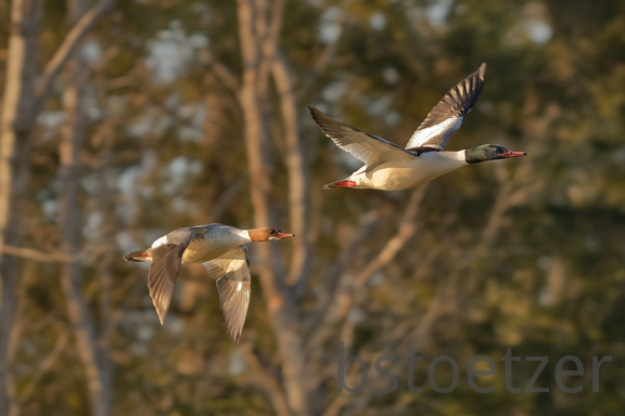 851 2897 DxO select 1675