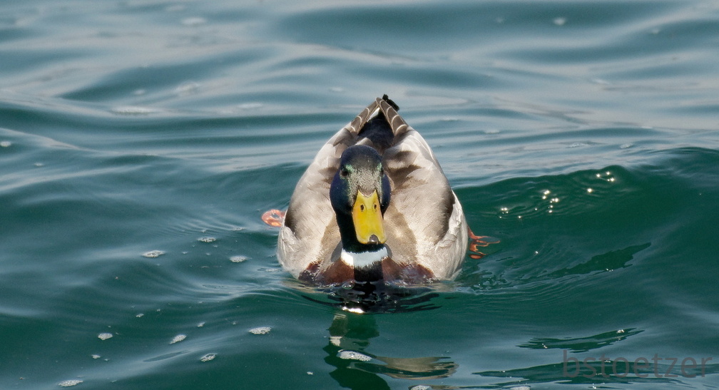 851 3106 DxO select 1712