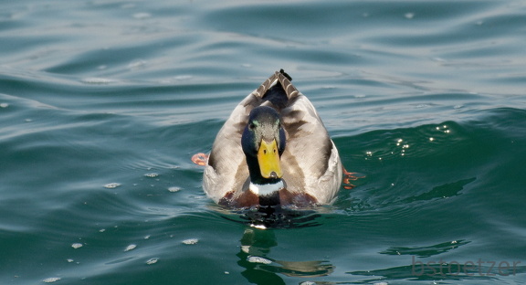 851 3106 DxO select 1712