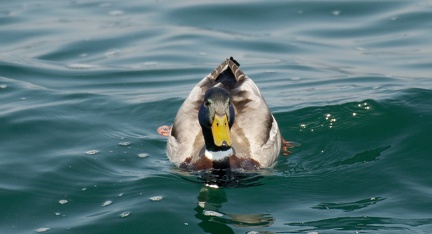 851 3106 DxO select 1712