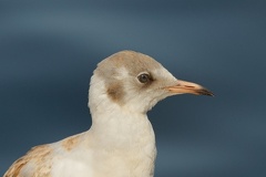 851 8973 DxO Web Schnitt 1732