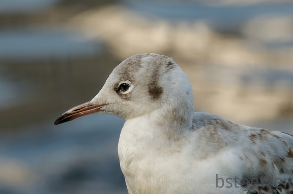 851 8981 DxO Web Schnitt 780