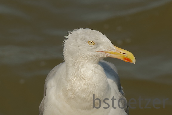 851 9144 DxO Web Schnitt