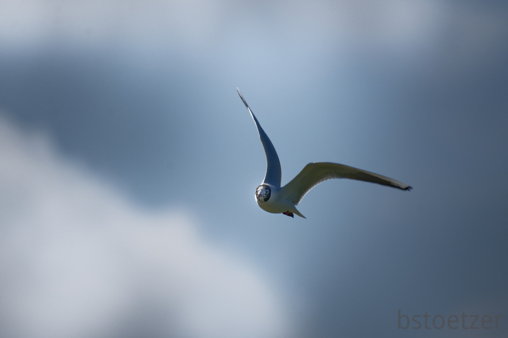 852 1955Cut final 1782