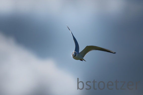 852 1955Cut final 1782