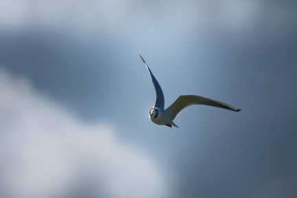 852 1955Cut final 1782