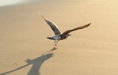 B04 2066 Schnitt 1737