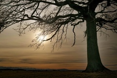 851 1706 DxO select 1803