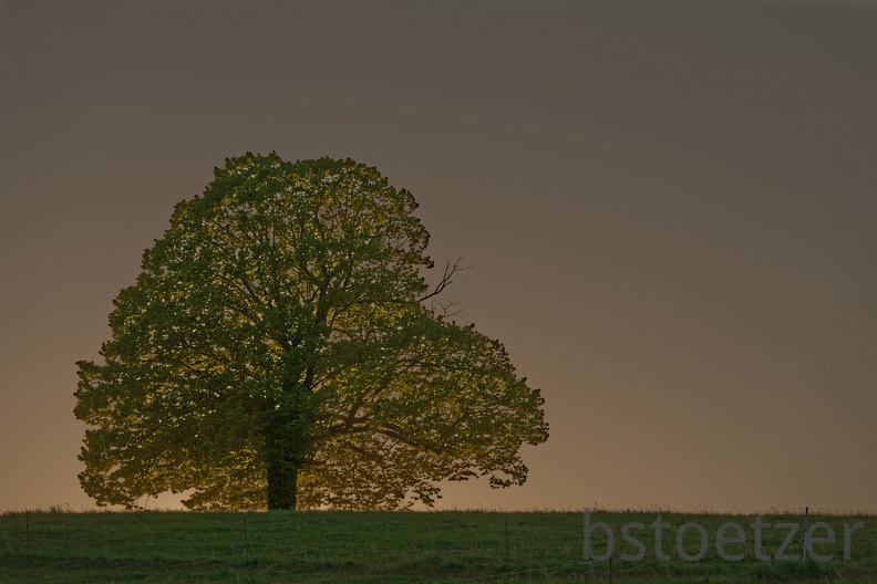 851 3829 DxO Schnitt Meise 1809