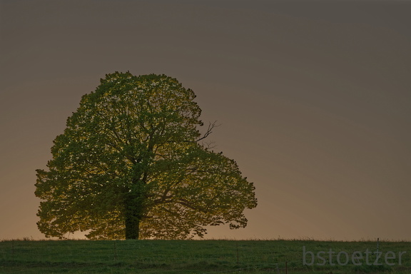 851 3829 DxO Schnitt Meise 1809