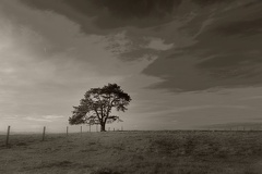 DSC 9305 SW Gauss Baum