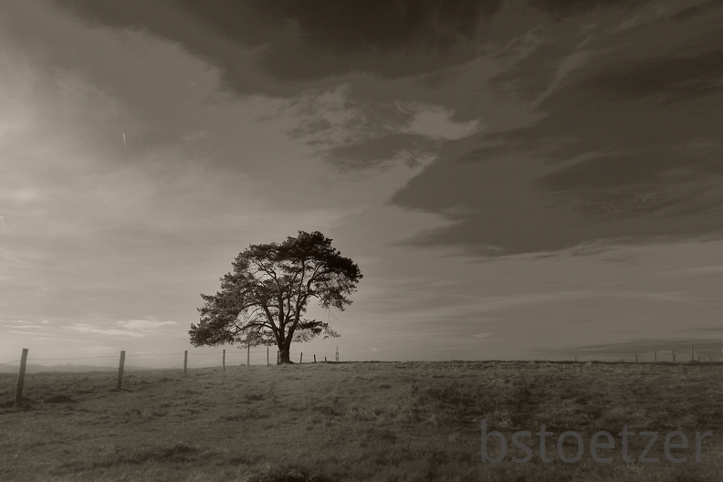 DSC 9305 SW Gauss Baum