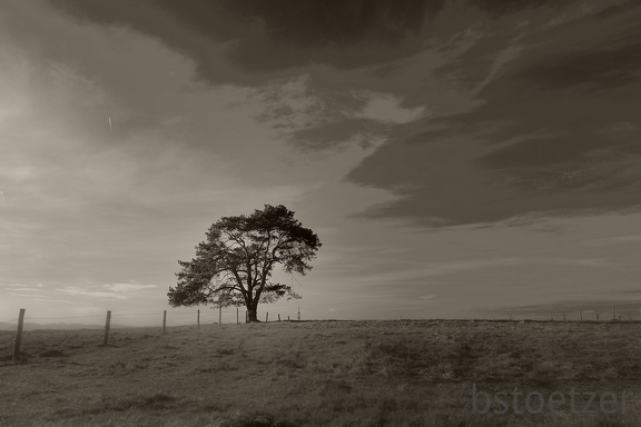 DSC 9305 SW Gauss Baum