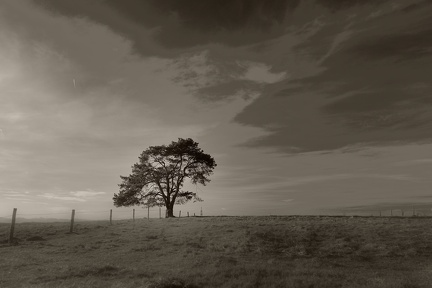 DSC 9305 SW Gauss Baum