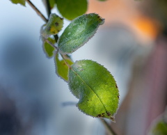 851 0073 DxO 509 1841