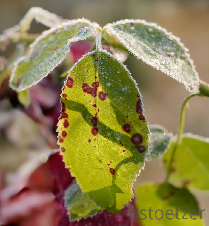 851 0091 DxO 505 1822