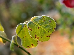 851 0095 DxO 504 1850