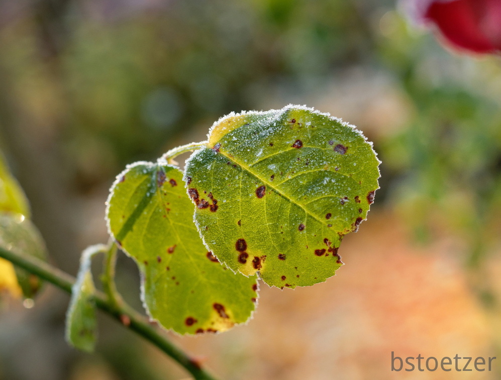 851 0095 DxO 504 1850