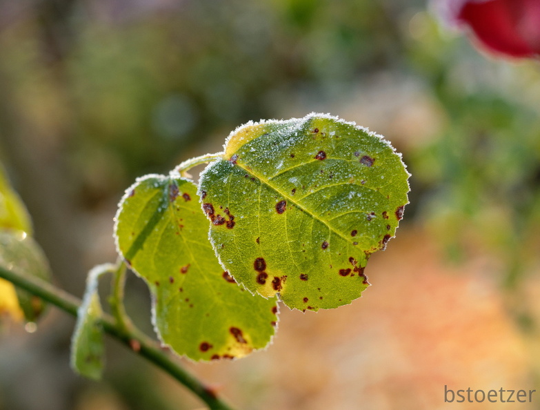 851 0095 DxO 504 1850