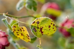 851 0101 DxO 503 1848